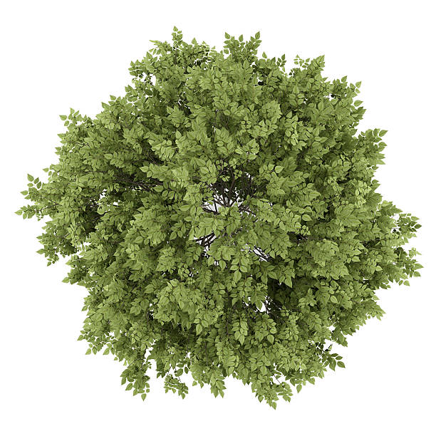 istock top view of hackberry tree isolated on white background 499260204