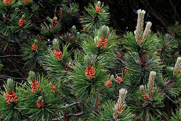 Pine Tree stock photo