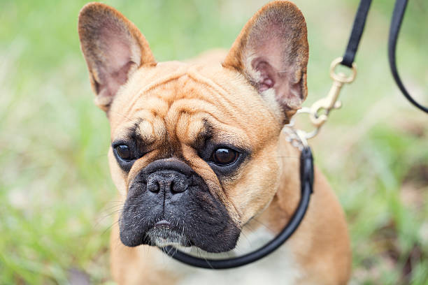 istock Bull dog puppy 499260323
