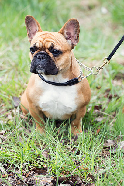istock Bull dog puppy portrait 499260325