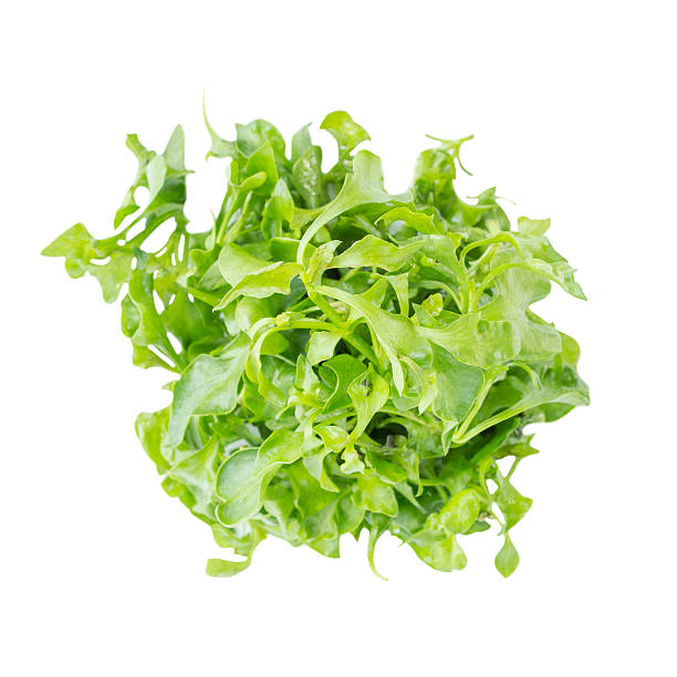 istock Fresh Green watercress salad ingredient on top view 499260482