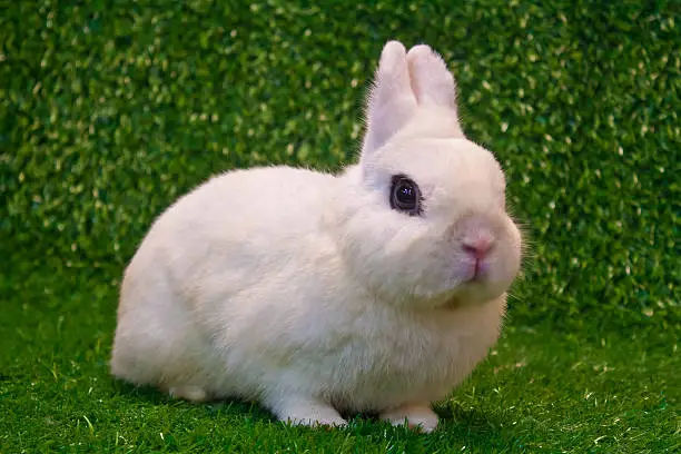 white dwarf hotot rabbit pose on grass background