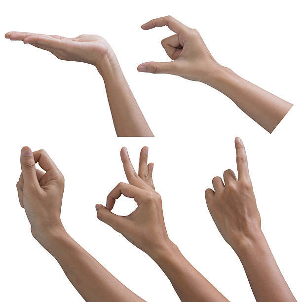 istock Collection of woman hands on white backgrounds 499261235