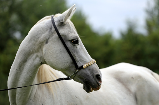 Side view portrait of a grey colored arabian mare