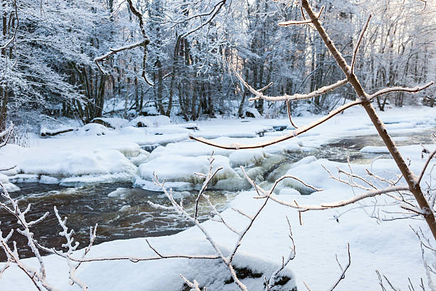 istock Tree branches with frost by a river in winter 499262540