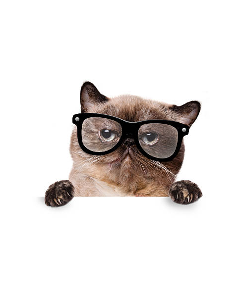 istock Cat of the white banner. 499262591