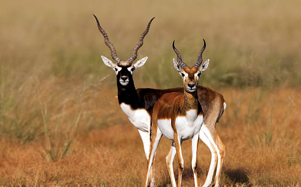 Blackbuck stock photo