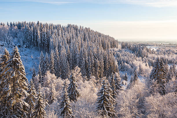 vue sur la forêt paysage d'hiver - forest aerial view taiga treetop photos et images de collection