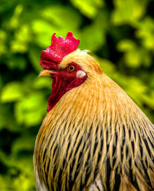 Rooster portrait stock photo