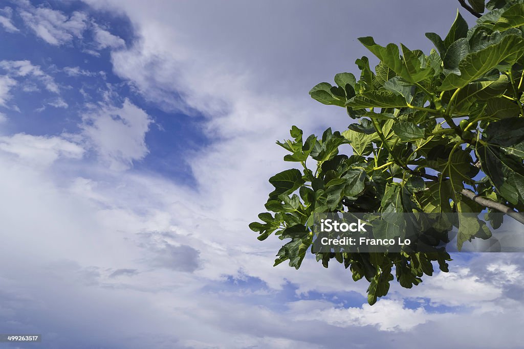 Sky on mediterranean hills. The sky after the rain with fig tree branch, agriculture of Puglia. Agriculture Stock Photo
