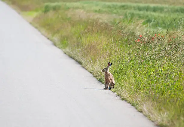 Photo of wild rabbit sitting on the roadside