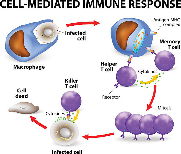 Cell-mediated immune response Cell-mediated immunity. T lymphocytes do not secrete antibodies. this response incorporates activated macrophages, natural killer cells, antigen-specific cytotoxic T-lymphocytes as well as release of cytokines. killercell stock illustrations