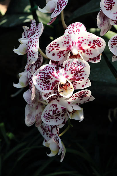 istock orchid tropical flowers 499263907