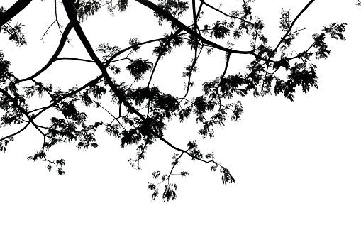 low viewpoint of branches with white background