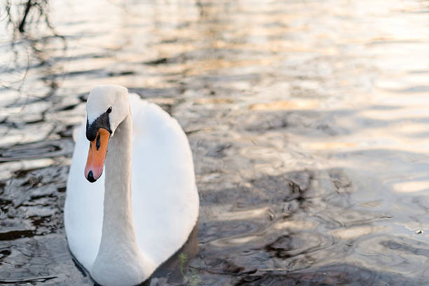 istock white swan on a lake 499264120