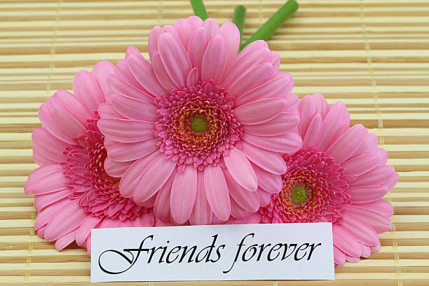 istock Friends forever card with pink gerbera daisies 499264331