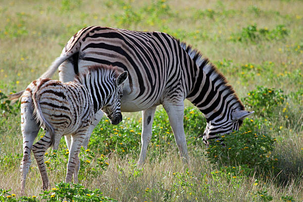 istock Namibia: Zebra at Etosha National Park 499264429