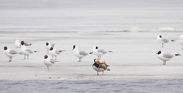 istock Mandarin duck with birds on the lake 499264589