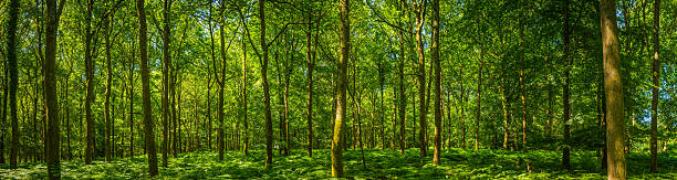 magnifique green forest glade fougères végétation luxuriante baignée de la lumière du soleil panorama woodland - forest fern glade copse photos et images de collection