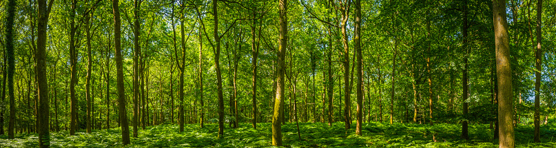 Dappled summer sunlight filtering through the leafy foliage of a idyllic woodland glade to the delicate green fern fronds carpeting the forest floor in this tranquil natural panorama. ProPhoto RGB profile for maximum color fidelity and gamut.