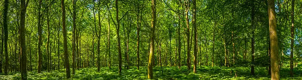 Photo of Beautiful green forest glade ferns foliage dappled sunlight woodland panorama