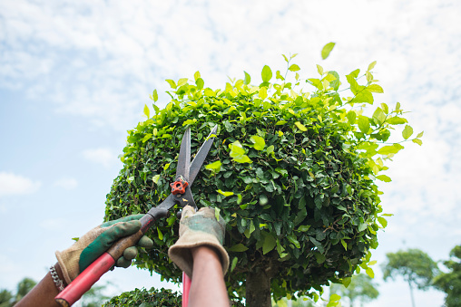 Hands with garden shears cutting a hedge in the garden