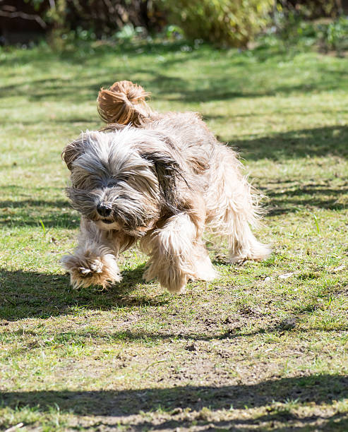 istock Funny Dog Jump 499265031