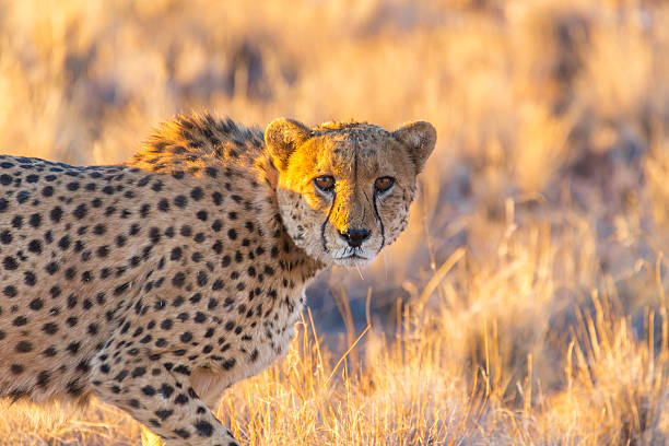 istock Cheetah in the Etosha National Park, Namibia 499265304