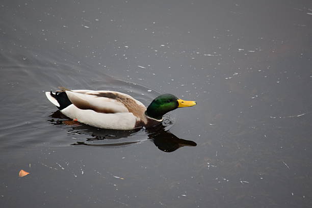 istock Duck, swimming and shrugging 499265790