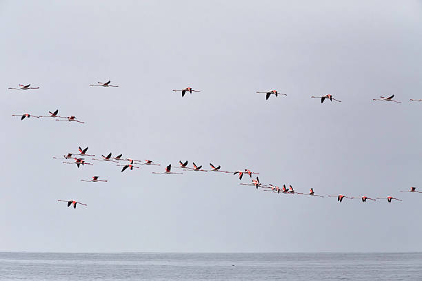 istock Pink flamingos in Walvis Bay, Namibia 499266032