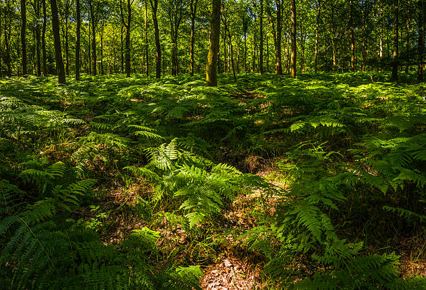 la lumière du soleil illumine délicate vert fougère palmes dans la forêt profonde - forest fern glade copse photos et images de collection