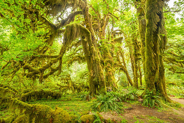 Rainforest in Olympic National Park, Washington