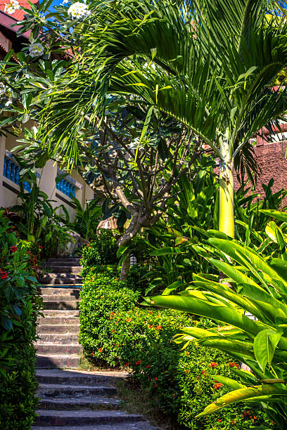 istock View on resort stairs from one side with palm and 499274251