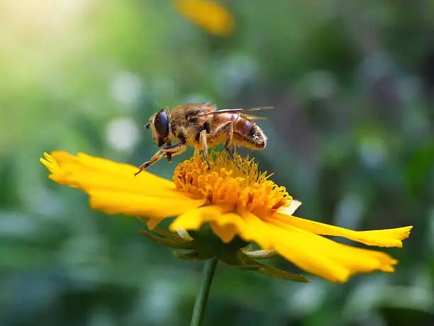 Photo of Hoverfly on flower