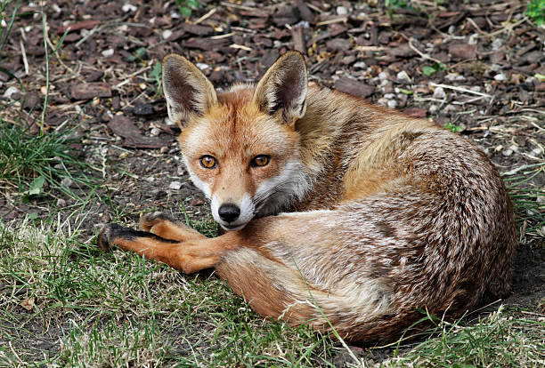 istock Urban fox on alert in London garden 499274913