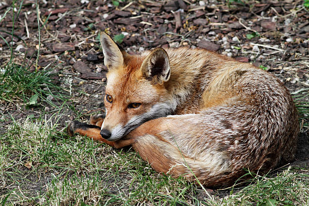 istock Urban fox resting in London garden 499274915