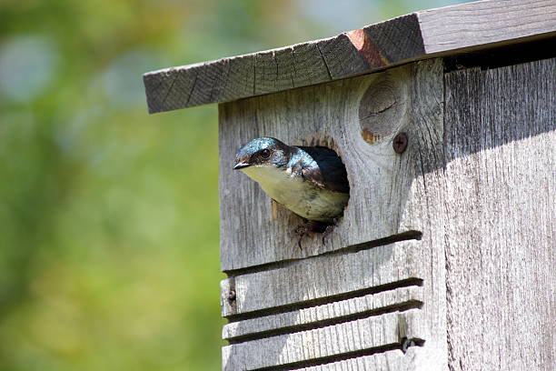Tree Swallow in a Birdhouse stock photo