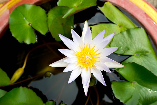 istock Water lily blooming over water and leaves 499275639