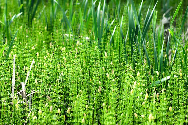 Snakegrass, also known as Horsetail and Snakeweed in a swamp.
