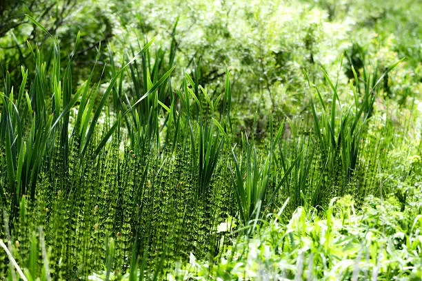 Snakegrass, also known as Horsetail and Snakeweed in a swamp.