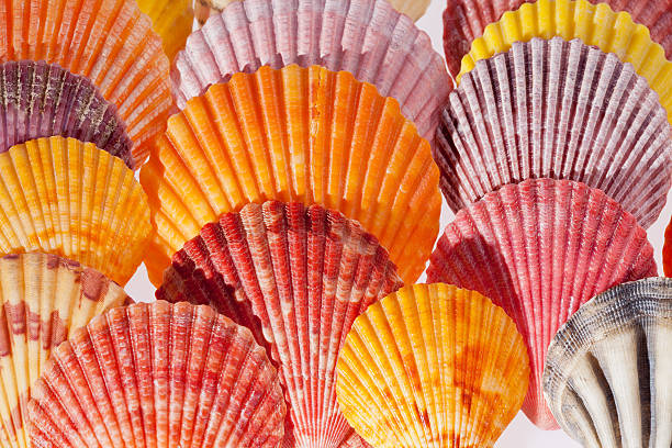 istock collection of various colorful seashells on black  background 499275903