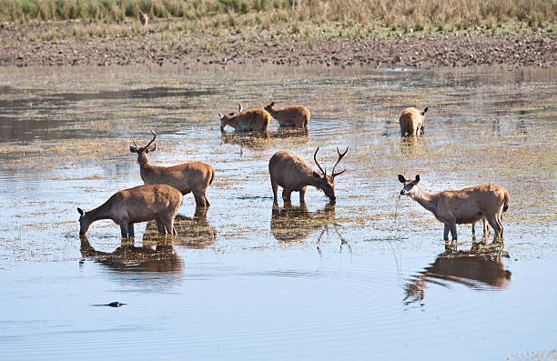 istock swamp deer standing in the lake drinking water 499276005