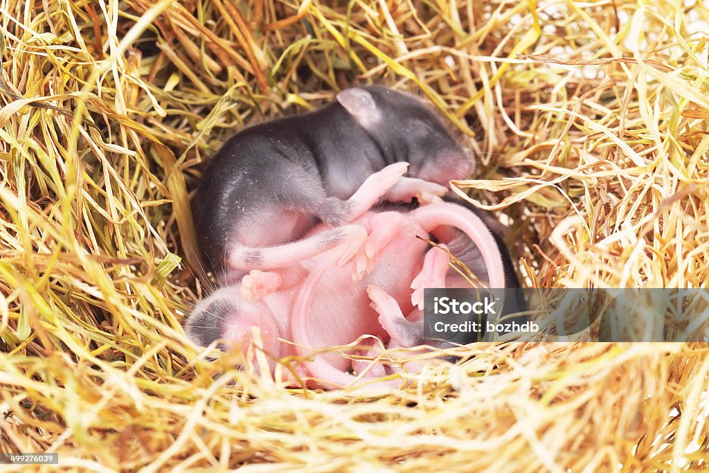 small mouse babies in nest small mouse babies in straw nest, close up Animal Stock Photo