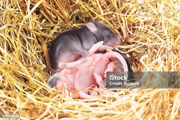 Small Mouse Babies In Nest Stock Photo - Download Image Now - Animal, Animal Body Part, Animal Nest
