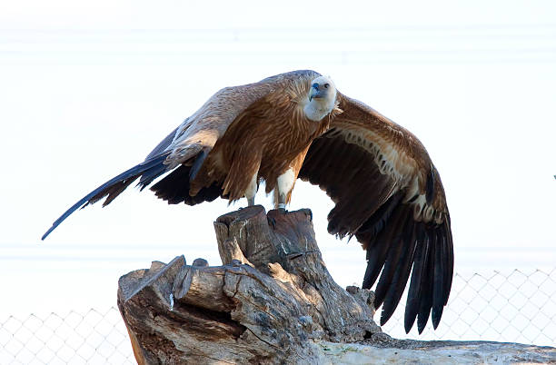 griffon - griffon vulture imagens e fotografias de stock