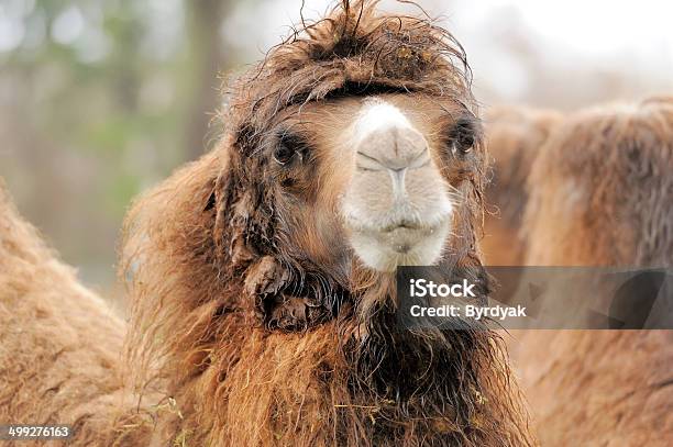 Camel Stock Photo - Download Image Now - Africa, Animal, Animal Body Part