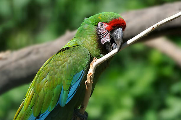 istock Parrot bird sitting on the branch 499276201