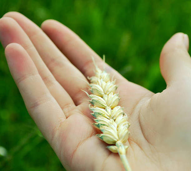 istock Hand holding golden wheat spike closeup over grass background 499276351