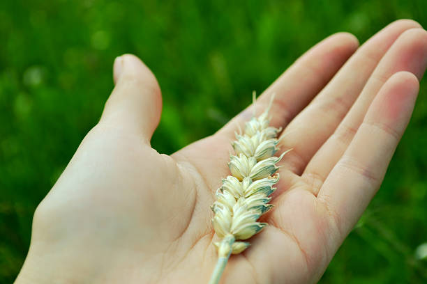 istock Hand holding golden wheat spike closeup over grass background 499276353