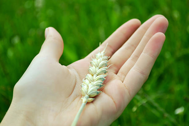 istock Hand holding golden wheat spike closeup over grass background 499276355
